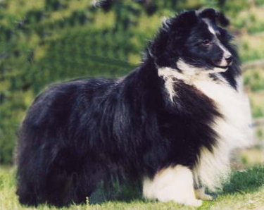 Banchory Peerless | Shetland Sheepdog 