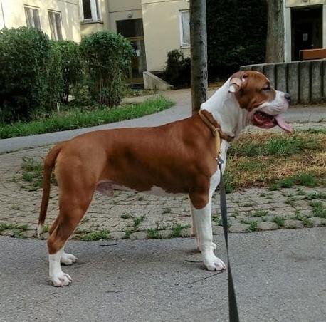 CONAIR FlightStaff | American Staffordshire Terrier 