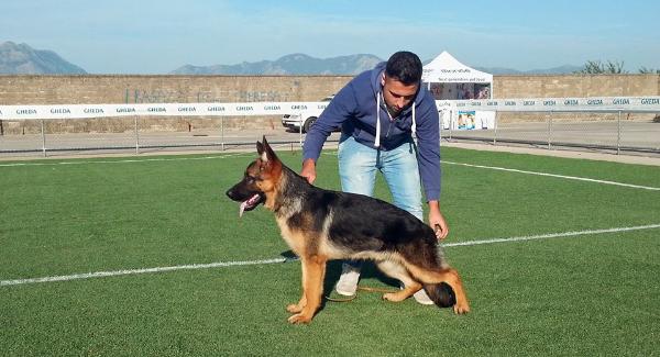 Axel della Terra dei Re | German Shepherd Dog 