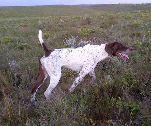 BHULISA TAITA | German Shorthaired Pointer 