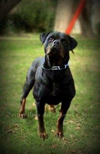 India Dark Angel | Rottweiler 