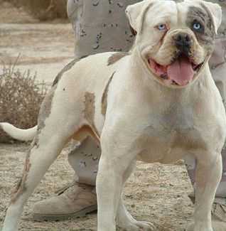 Cattle Rustler Kennel's Electric Cowboy | Olde English Bulldogge 