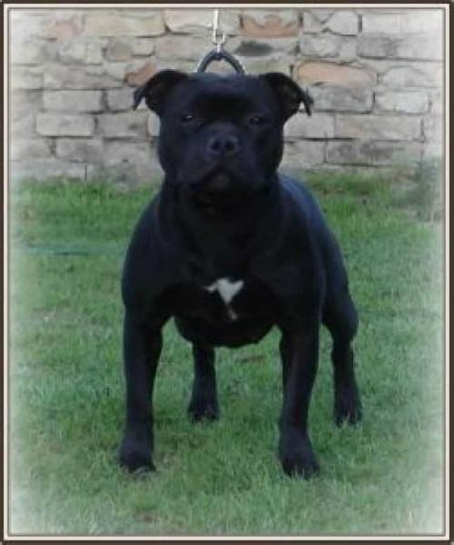 D'Spain Fuego Negro Lilli Marlen | Staffordshire Bull Terrier 