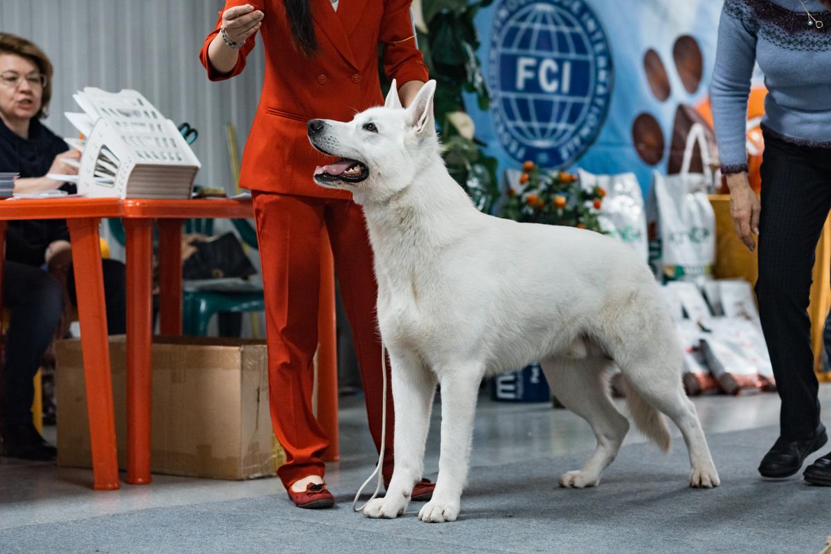 Erik Adamant iz Legendy Yakutii | White Swiss Shepherd Dog 