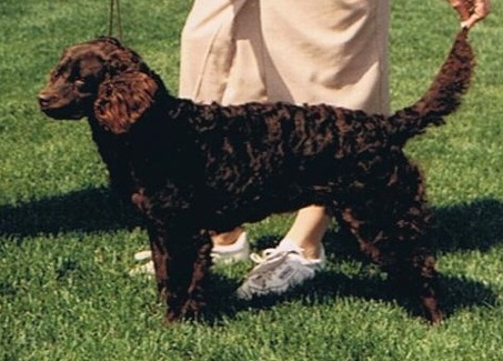 Belle Starr of Kei-Rin | American Water Spaniel 