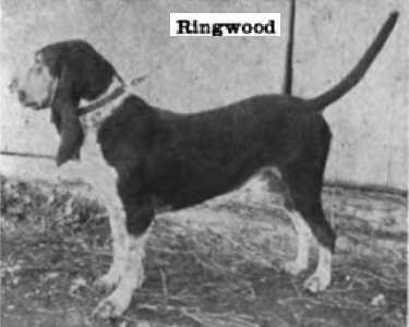 Ringwood | American Foxhound 