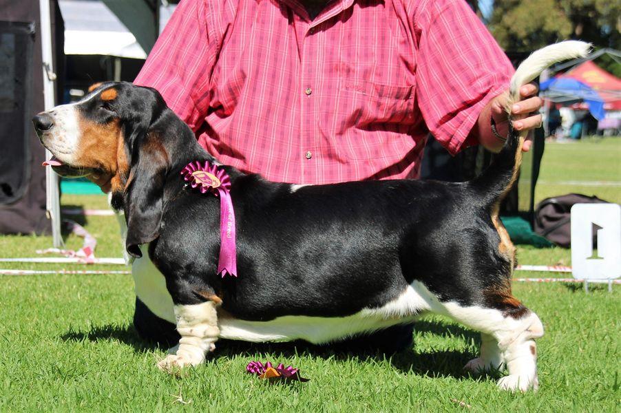 Bisquit od Berounky of Bassefied | Basset Hound 