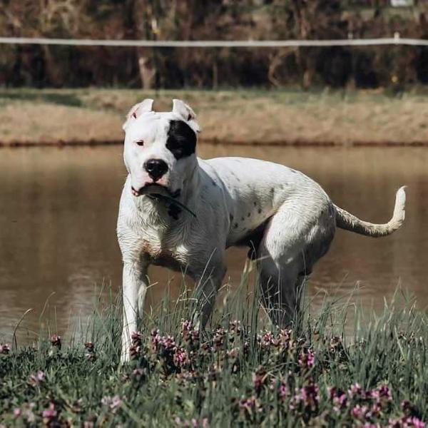 Black Bart of Caney Creek | Argentine Dogo 