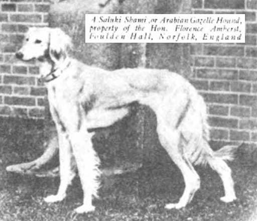 Saluki Shami [Hon Florence Amherst's] | Saluki 