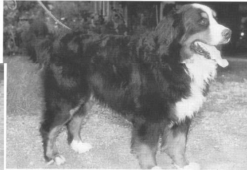 Aaron V Ruschbode | Bernese Mountain Dog 