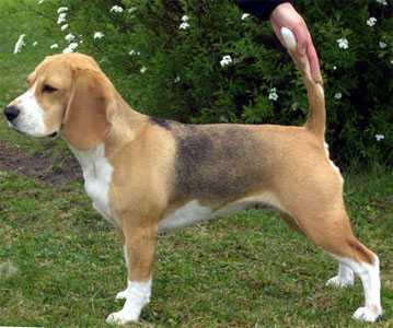 Trewelyn Tennessee Waltz | Beagle 