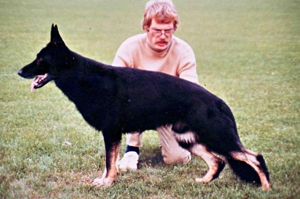 Amigo vom Gronendamm | German Shepherd Dog 