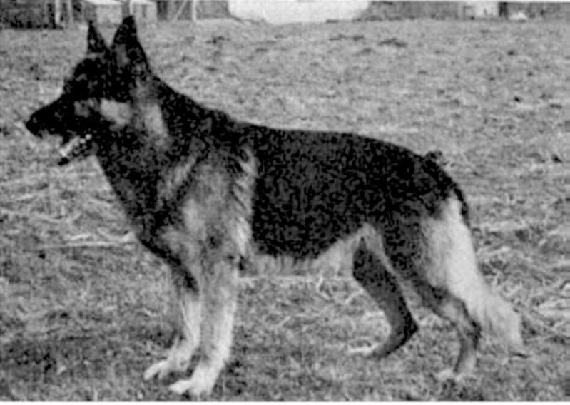 Held vom Haus Elkemann | German Shepherd Dog 