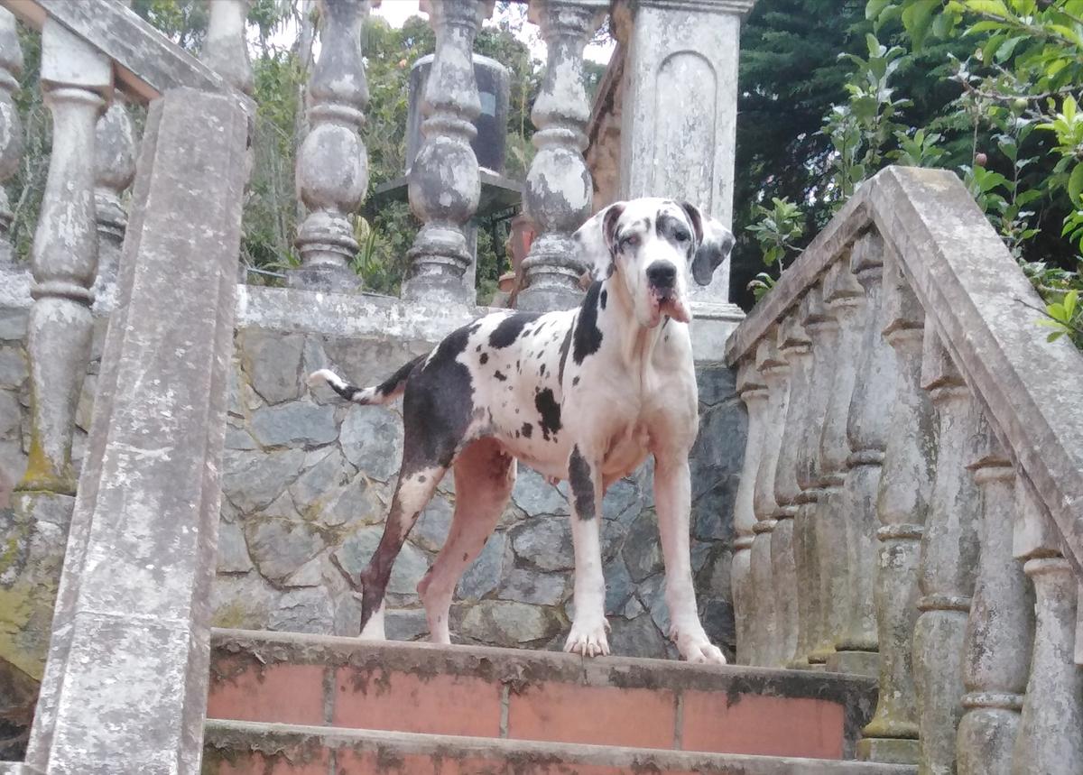 Ereskigal de Doggenland | Great Dane 