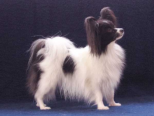 Zetta Djons ot Bell Fiet | Papillon 