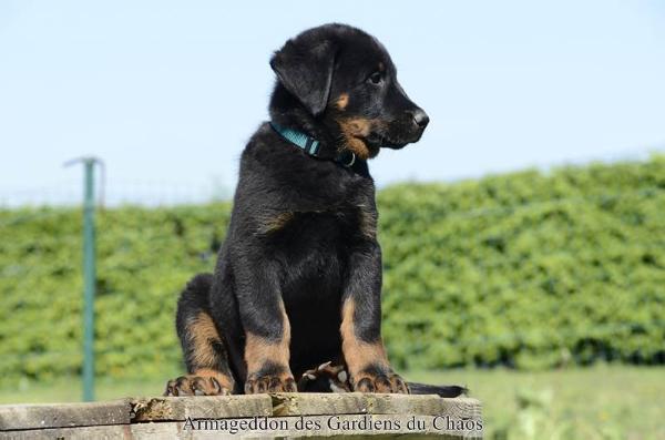 Armageddon des Gardiens du Chaos | Beauceron 