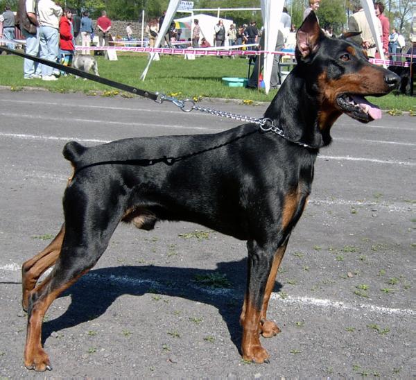 GRASANT Galant | German Pinscher 