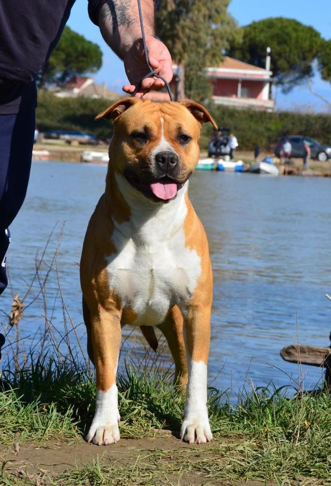 Rain Love Orybull Giulis | American Staffordshire Terrier 