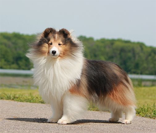 Jade Mist Belmark Bragging Rights | Shetland Sheepdog 