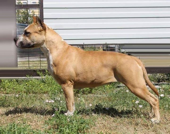 Comanche Soul Daisy | American Staffordshire Terrier 