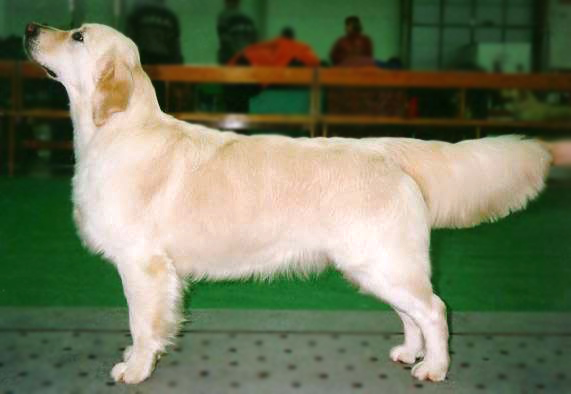 Karvin Lady Las Vegas | Golden Retriever 