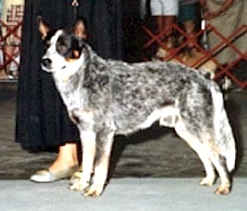 Hired Hand Mad Max | Australian Cattle Dog 