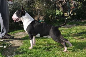 jerjes bull de cabanas at javarke | Bull Terrier 