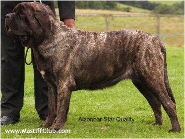 Alonzobar star quality | Mastiff 