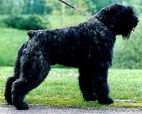 Darcey Avalon v. Beauchara | Bouvier des Flandres 