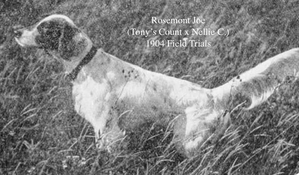 Rosemont Joe (Tony's Count x Nellie C.) | English Setter 
