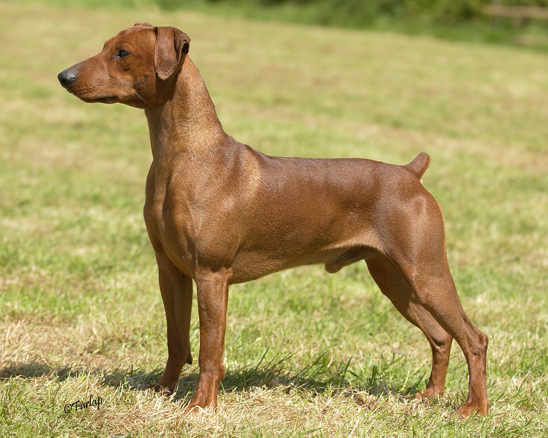 German Pinscher