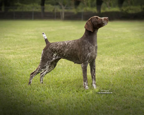 Robin Crest Silver Seraph | German Shorthaired Pointer 