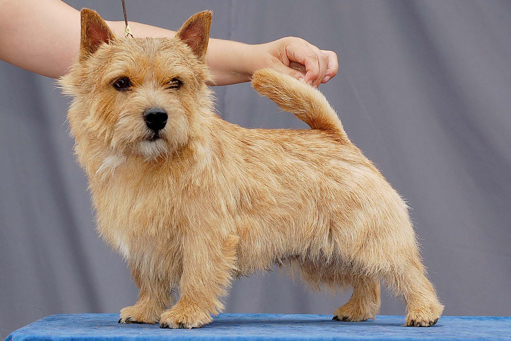Norwich Terrier