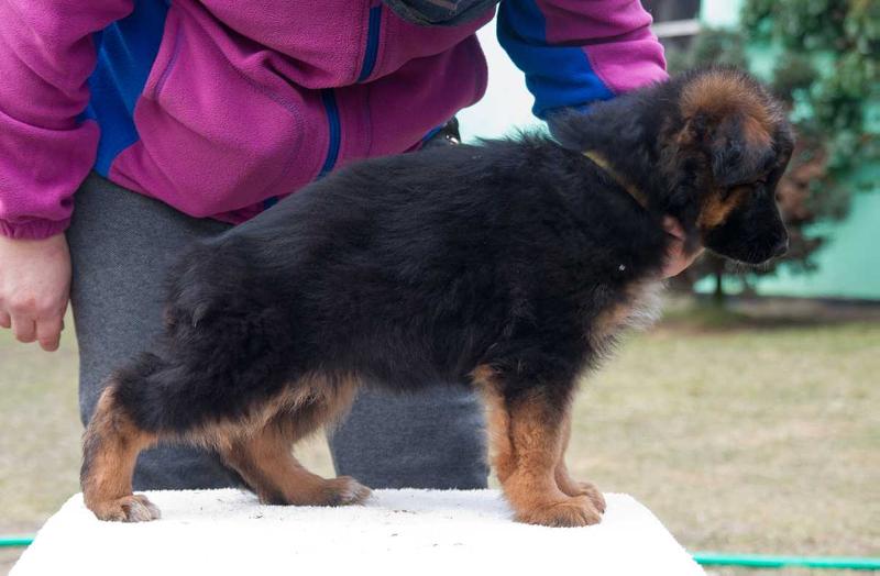 Wuerta de Vespertilio | German Shepherd Dog 