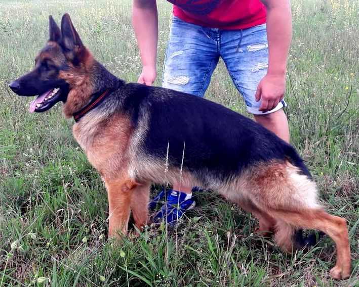 Briska Von Hirsman | German Shepherd Dog 