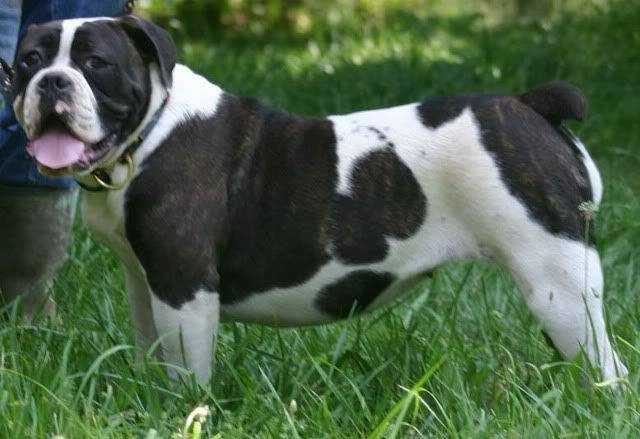 Kings River Bulldogge's Austin | Olde English Bulldogge 