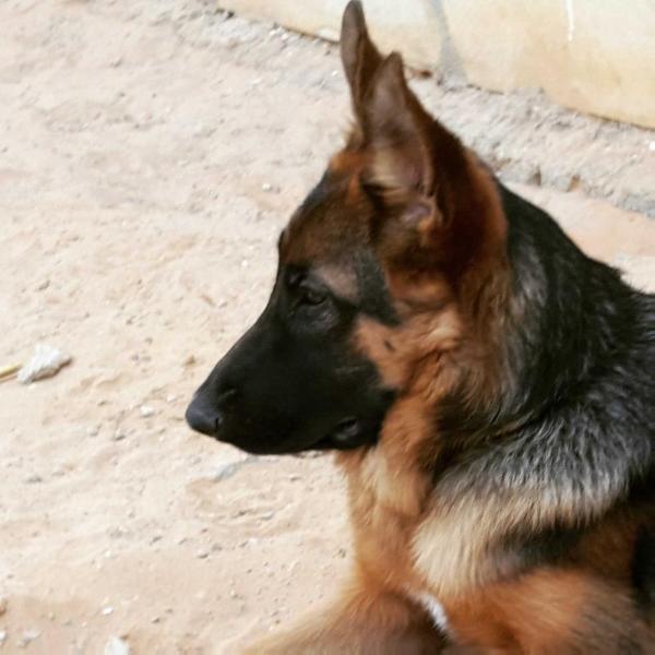 Criss Von Pioneer shepered | German Shepherd Dog 