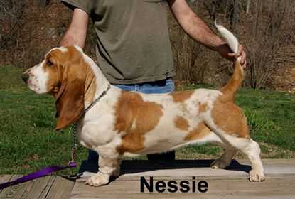 Paw Paw Nessie Of Stonewall | Basset Hound 