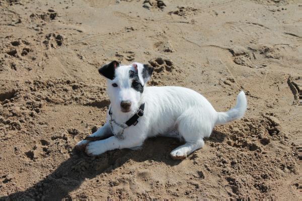 Ma-Graecia Eccentric | Jack Russell Terrier 