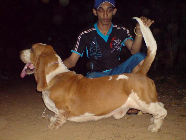 Sankalpa's Darin | Basset Hound 