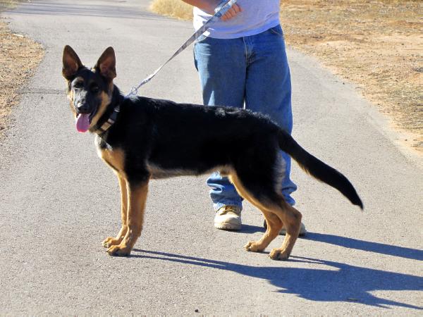 Loki Der Schattenjäger Von Alphatex | German Shepherd Dog 