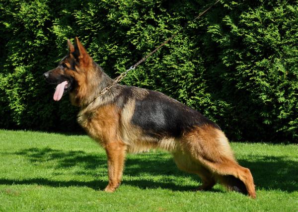 TYSON z Tomickich Lasów | German Shepherd Dog 