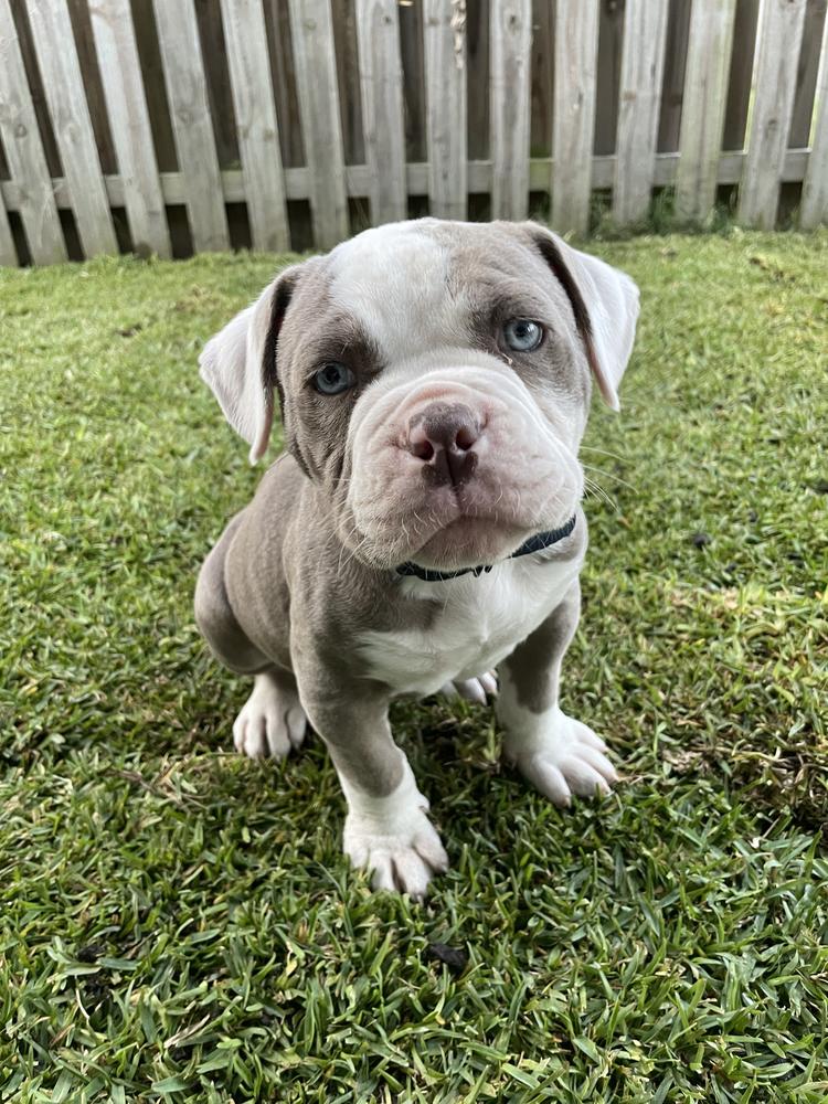 Oryx | American Bulldog 