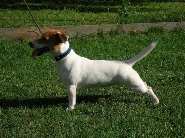 Auril Zona Bulls | Jack Russell Terrier 