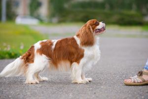 ALL PERFECTLY Y ELYA IZ KITAISKOGO KVARTALA | Cavalier King Charles Spaniel 