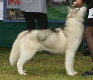 Husqvarna Mystic | Siberian Husky 