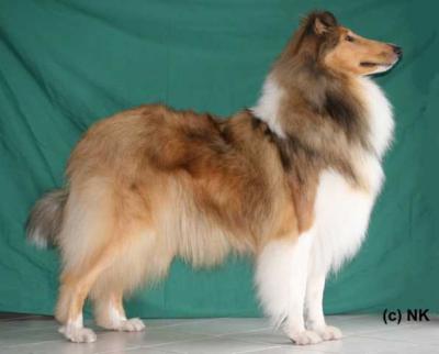 Immortal Lady's Big Bear Lake Lucia | Rough Collie 