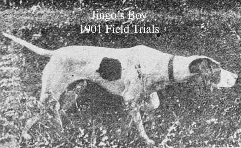 Jingo's Boy (1898) FD570 52231 V16 | Pointer 