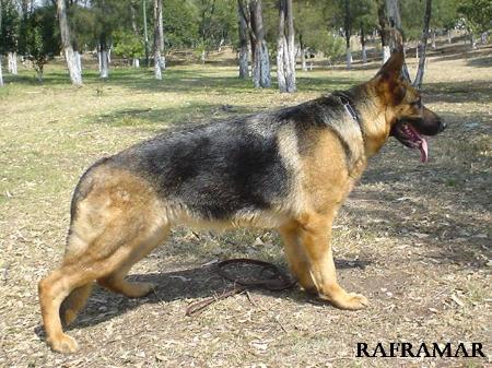 Dina vom Saarner Hof | German Shepherd Dog 