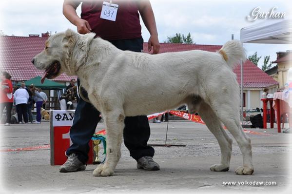 Rasul Han | Central Asian Shepherd Dog 